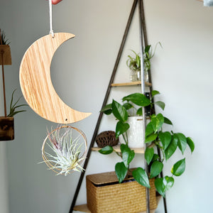 Crescent Moon Air Plant Wall Hanging